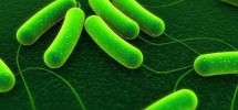 El contacto precoz con microbios mejora las defensas